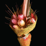 contemporary design of proteas and decorative wooded stems are wrapped in a naturalistic weave. Teresa Brough Designer Florist, Takaka NZ